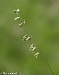 Attēlu rezultāti vaicājumam “Melica nutans flower”