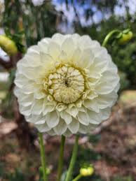 Image result for Dahlia `Snowflake`