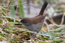 Image result for Cettia cetti