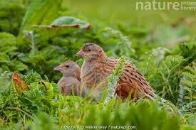 Image result for Crex crex