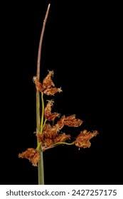 Attēlu rezultāti vaicājumam “Schoenoplectus lacustris subsp. glaucus bud”