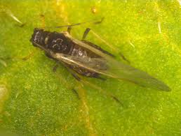 Attēlu rezultāti vaicājumam “Aphis fabae”