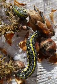 Attēlu rezultāti vaicājumam “Orthosia miniosa larva”