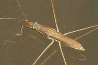 Attēlu rezultāti vaicājumam “Limnoporus rufoscutellatus”