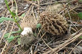 Attēlu rezultāti vaicājumam “Morchella sp.”