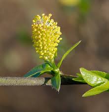 Attēlu rezultāti vaicājumam “Salix myrsinifolia female flower”