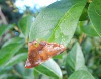 Attēlu rezultāti vaicājumam “Gracillaria syringella larva”