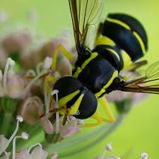 Attēlu rezultāti vaicājumam “Xanthogramma sp.”