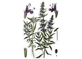 Image result for Hyssopus officinalis