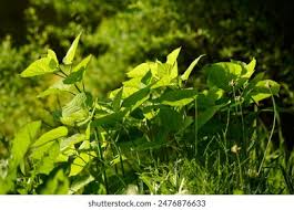 Attēlu rezultāti vaicājumam “Reynoutria sachalinensis leaf”