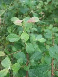 Attēlu rezultāti vaicājumam “Salix aurita”