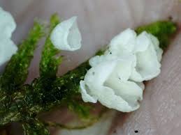 Attēlu rezultāti vaicājumam “Arrhenia retiruga”