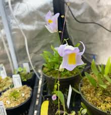 Attēlu rezultāti vaicājumam “Utricularia x neglecta”