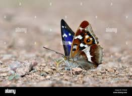 Attēlu rezultāti vaicājumam “Apatura iris underside”