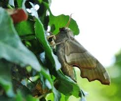 Attēlu rezultāti vaicājumam “Mimas tiliae”