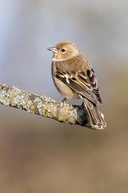 Attēlu rezultāti vaicājumam “Fringilla coelebs juvenile”