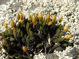 Attēlu rezultāti vaicājumam “Orthotrichum anomalum”