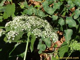 Attēlu rezultāti vaicājumam “Laserpitium latifolium flower”