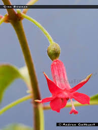 Image result for Hardy Country Bowmen