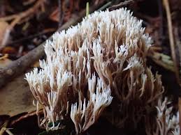 Attēlu rezultāti vaicājumam “Lentaria sp.”