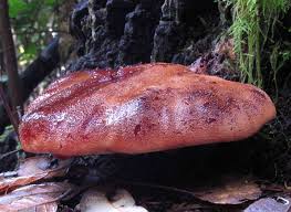 Attēlu rezultāti vaicājumam “Fistulina hepatica”