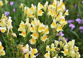 Attēlu rezultāti vaicājumam “Linaria vulgaris flower”