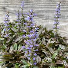 Attēlu rezultāti vaicājumam “Ajuga reptans bud”