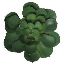 Image result for Mehikasvi