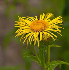 Attēlu rezultāti vaicājumam “Inula salicina”