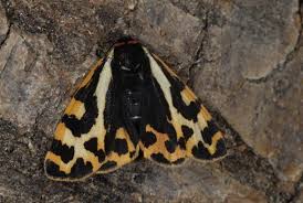 Attēlu rezultāti vaicājumam “Parasemia plantaginis female”