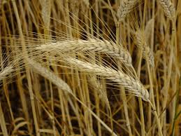 Image result for Secale cereale