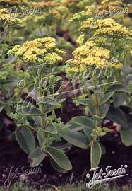 Attēlu rezultāti vaicājumam “Hylotelephium maximum flower”