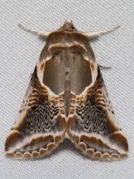 Attēlu rezultāti vaicājumam “Habrosyne pyritoides”