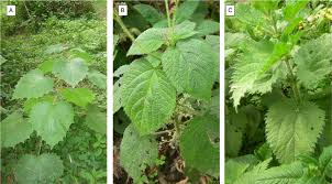 Attēlu rezultāti vaicājumam “Trichia ambigua stalked”