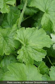 Image result for Chelon richardsonii