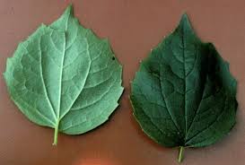Attēlu rezultāti vaicājumam “Philadelphus coronarius leaf”