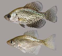 Image result for Pomoxis nigromaculatus