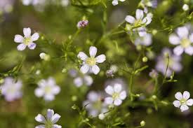 Attēlu rezultāti vaicājumam “Gypsophila muralis flower”