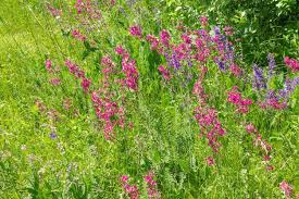 Attēlu rezultāti vaicājumam “Silene viscaria flower”