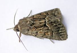 Attēlu rezultāti vaicājumam “Thalpophila matura”