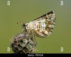 Attēlu rezultāti vaicājumam “Pyrgus alveus upperside”