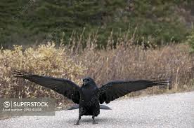 Attēlu rezultāti vaicājumam “Corvus corax adult”