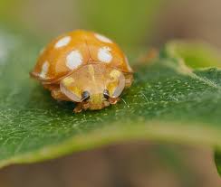 Attēlu rezultāti vaicājumam “Halyzia sedecimguttata”