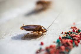 Image result for ゴキブリ報告所