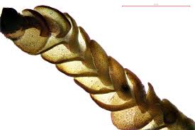 Attēlu rezultāti vaicājumam “Odontoschisma denudatum cells”