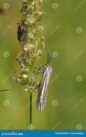 Attēlu rezultāti vaicājumam “Spiris striata”