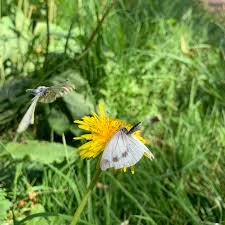 Attēlu rezultāti vaicājumam “Pieris napi female”