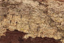 Attēlu rezultāti vaicājumam “Arthonia byssacea”