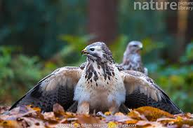 Attēlu rezultāti vaicājumam “Buteo buteo”
