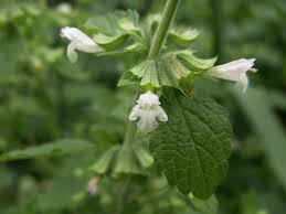 Image result for Melissa officinalis